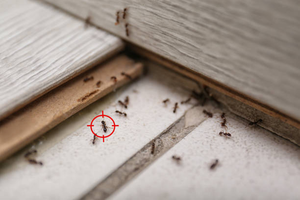 Best Cockroach Control Services  in Warren, IN